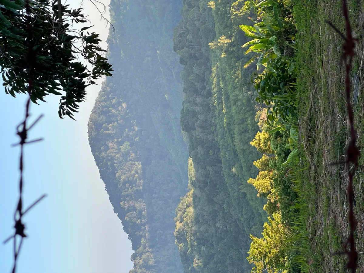 Lush jungle hills surrounding Phuket Cleanse