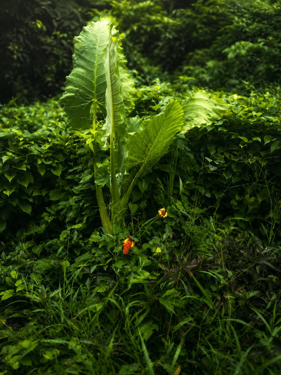 Nature