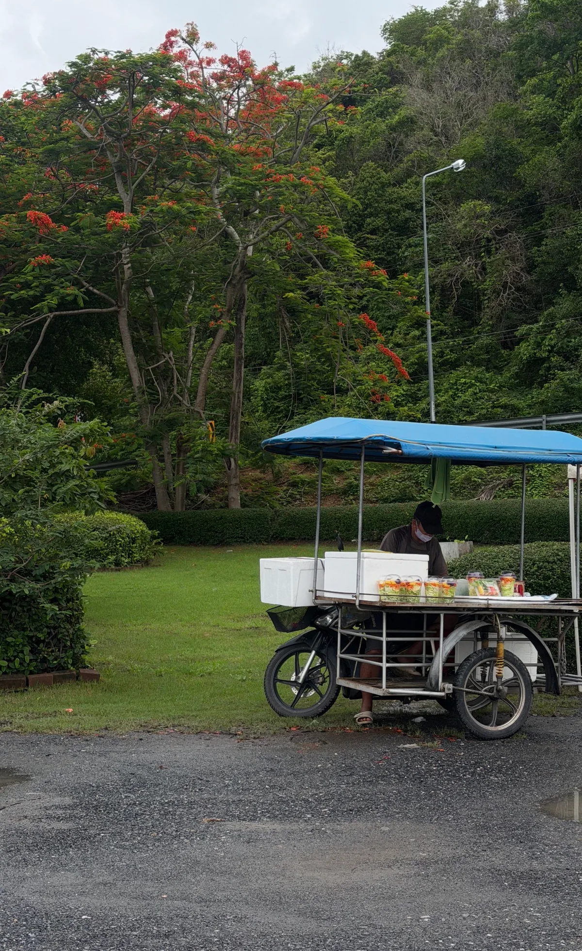 Street food cart vendor beneath flowering trees in Rawai